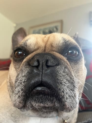 Customer photo review of Houndware 2-in-1 Pro Anti-Bark & Remote Training Collar