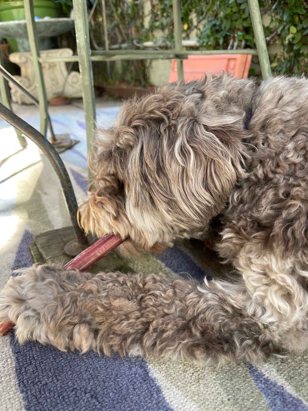 Customer photo review of 6 Inch Standard 31 Pack - Bully Sticks