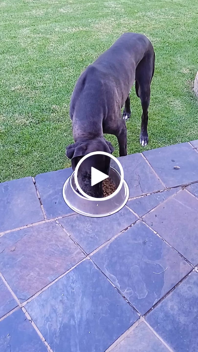 Customer video review of FlexCare (Joint & Movement Support For Dogs)