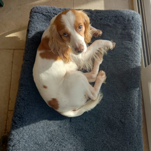 Customer photo review of HiK9 Bed with Grey Mesh Cover