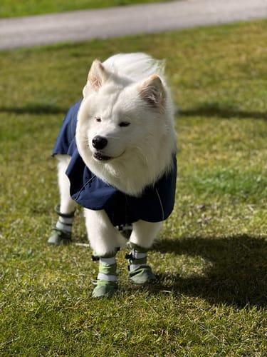 Customer's fluffy white dog wearing green Flex Shell Waterproof Dog Boots while standing on a grassy lawn.