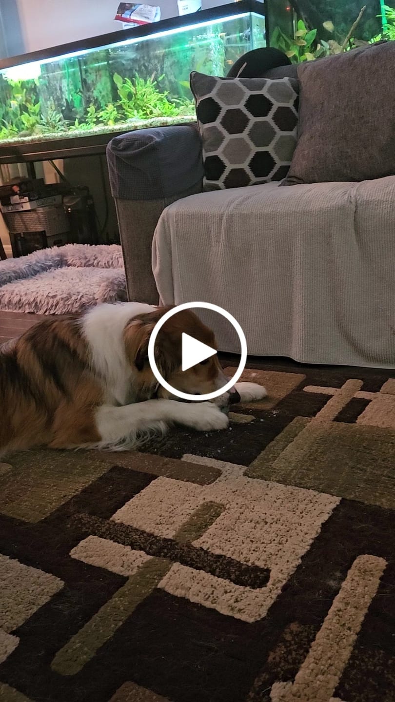 Customer video review of Himalayan Yak Chew Flavor Pack