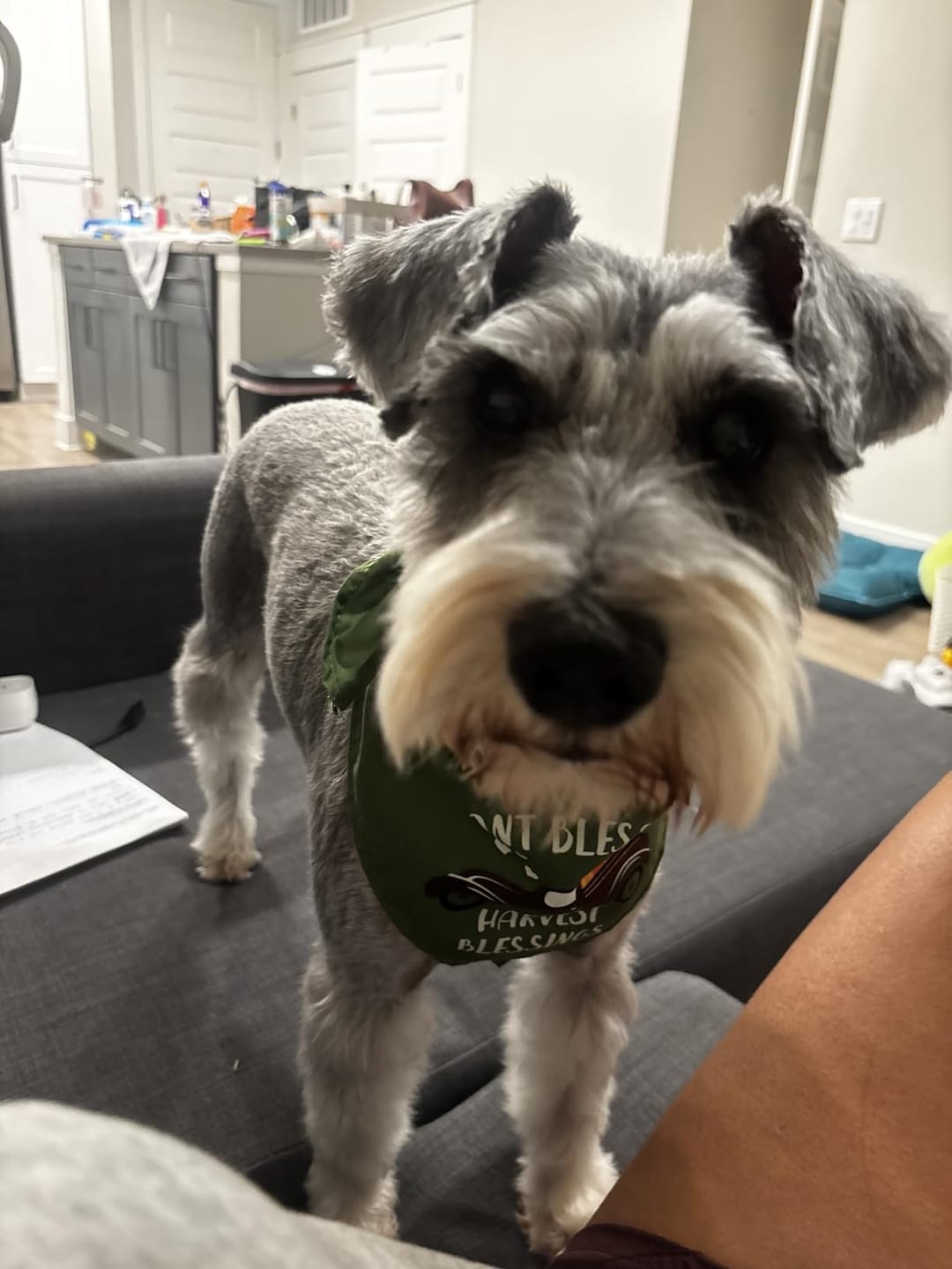 Customer photo review of Calm Grooming at home™.
