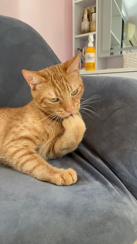 Customer photo review of Grain Free Cat Sterilized