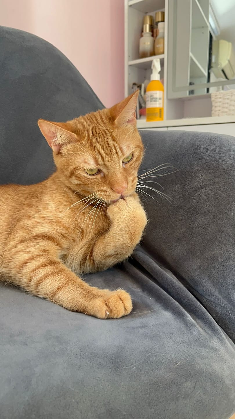 Customer photo review of Grain Free Cat Sterilized