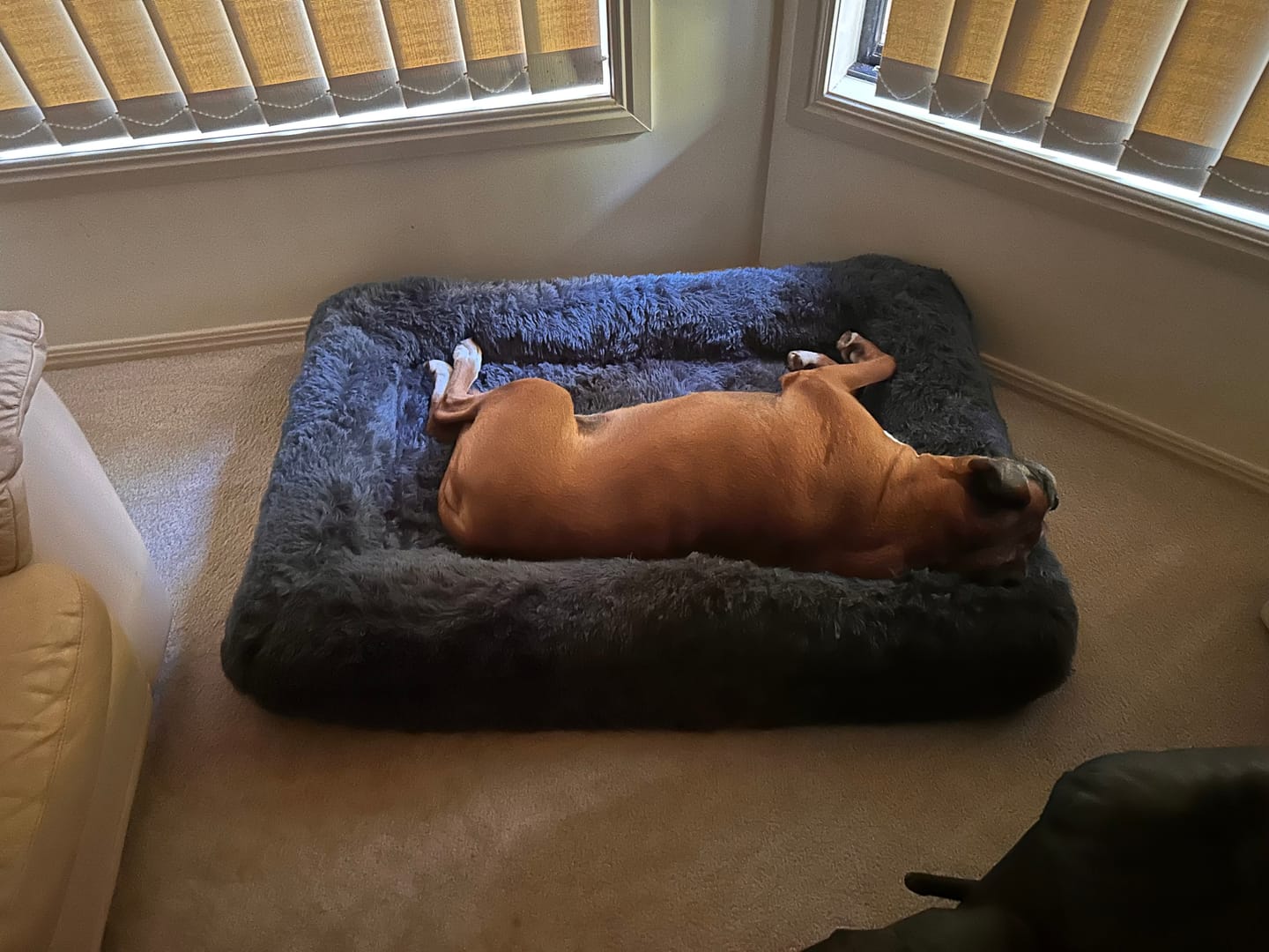 Customer photo review of Brooklyn® Deep Sleep Pet Bed