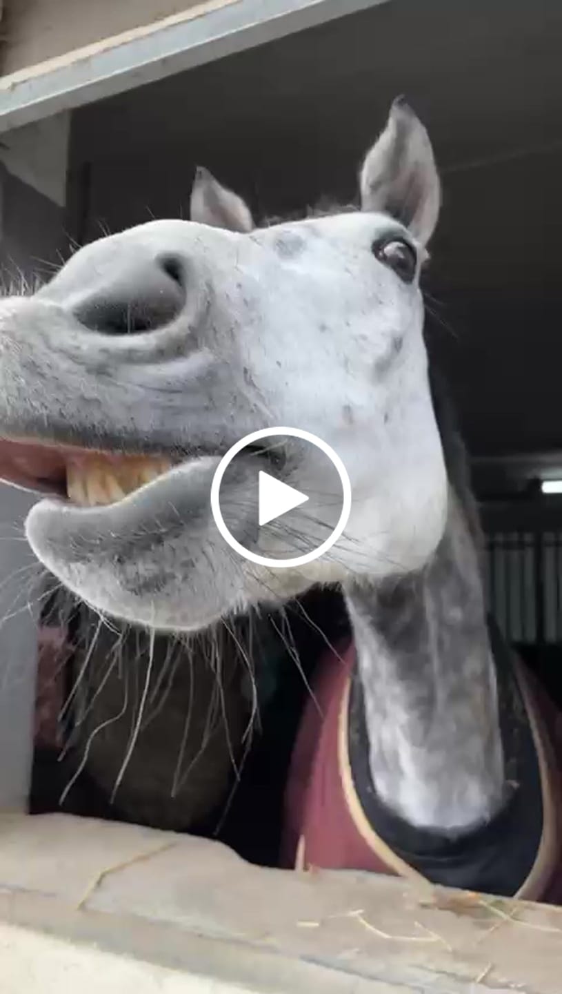 Customer video review of Broncho-Klotz