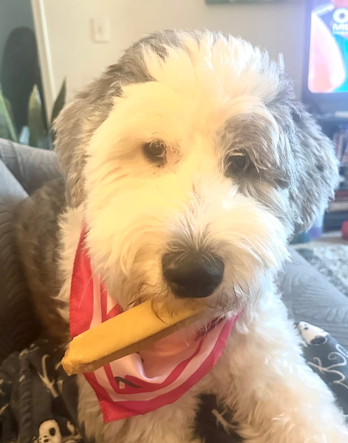 Customer photo review of Himalayan Yak Chew (MEDIUM)