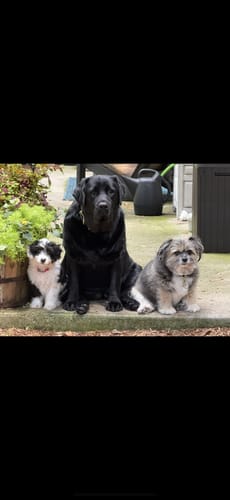 Customer's three dogs sitting together outdoors, who the reviewer says love the Long-Lasting Yak Chews.
