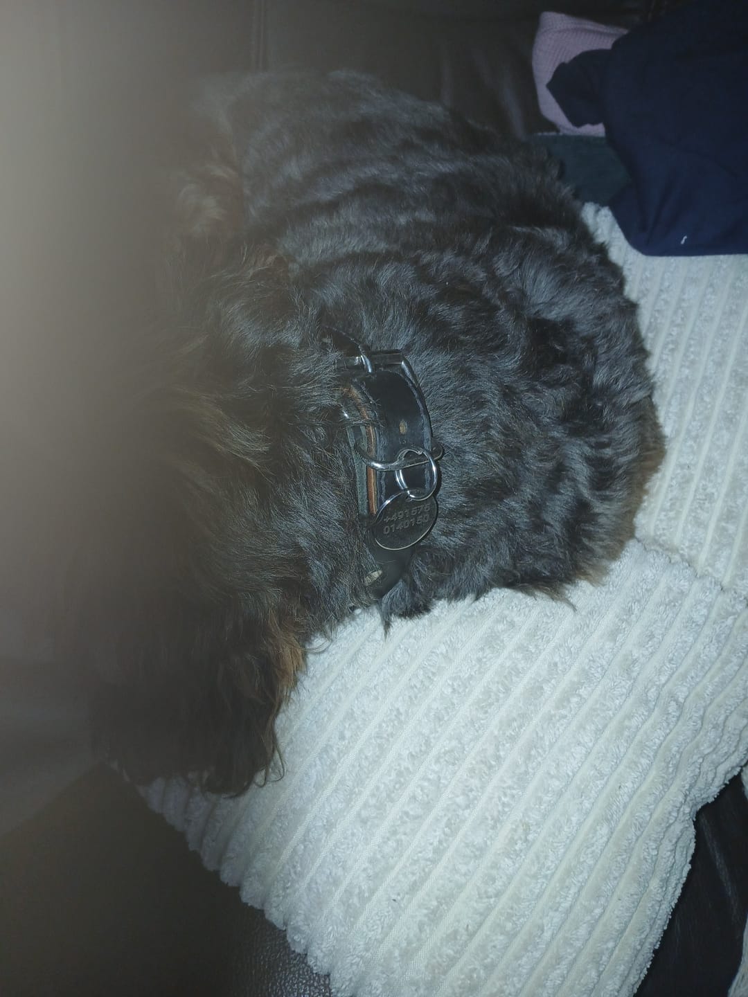 Customer photo review of Hundemarke mit Gravur, Name und Telefon personalisiert, rund, 25mm oder 30mm in verschiedenen Farben