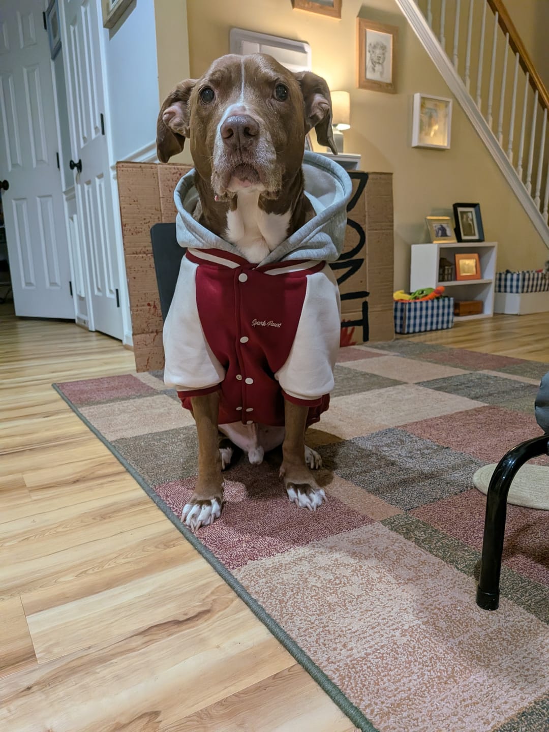 Customer photo review of Dog Varsity Jacket - Red