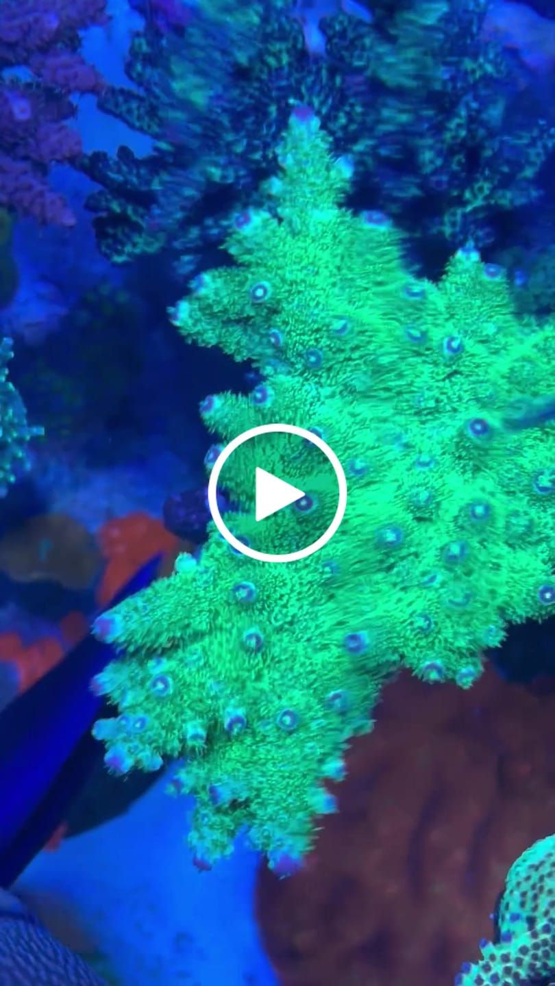 Customer video review of Coral Essentials CVE+