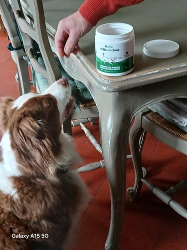Le chien d'un client s'apprête à recevoir son Complément articulations, avec le pot visible sur la table.