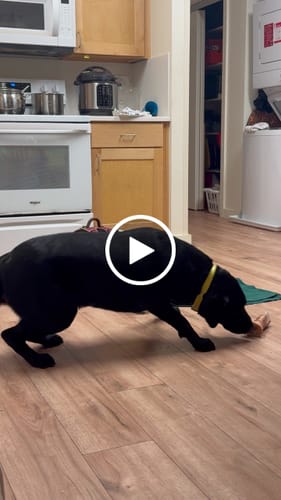 Customer video review of Gift Bundle: 2 Large Yak Chews and a 6" Hickory Smoked Bully Stick