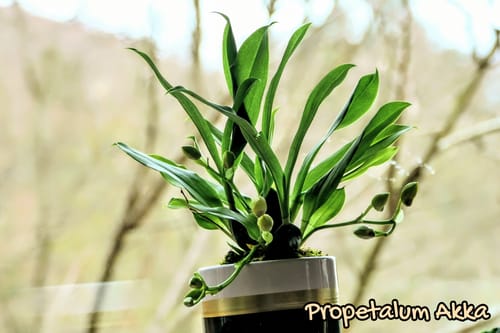 Ein Kunde zeigt die gesunde Orchidee Propetalum Akka mit vielen grünen Blättern und Blütenknospen in einem Topf auf einer Fensterbank.