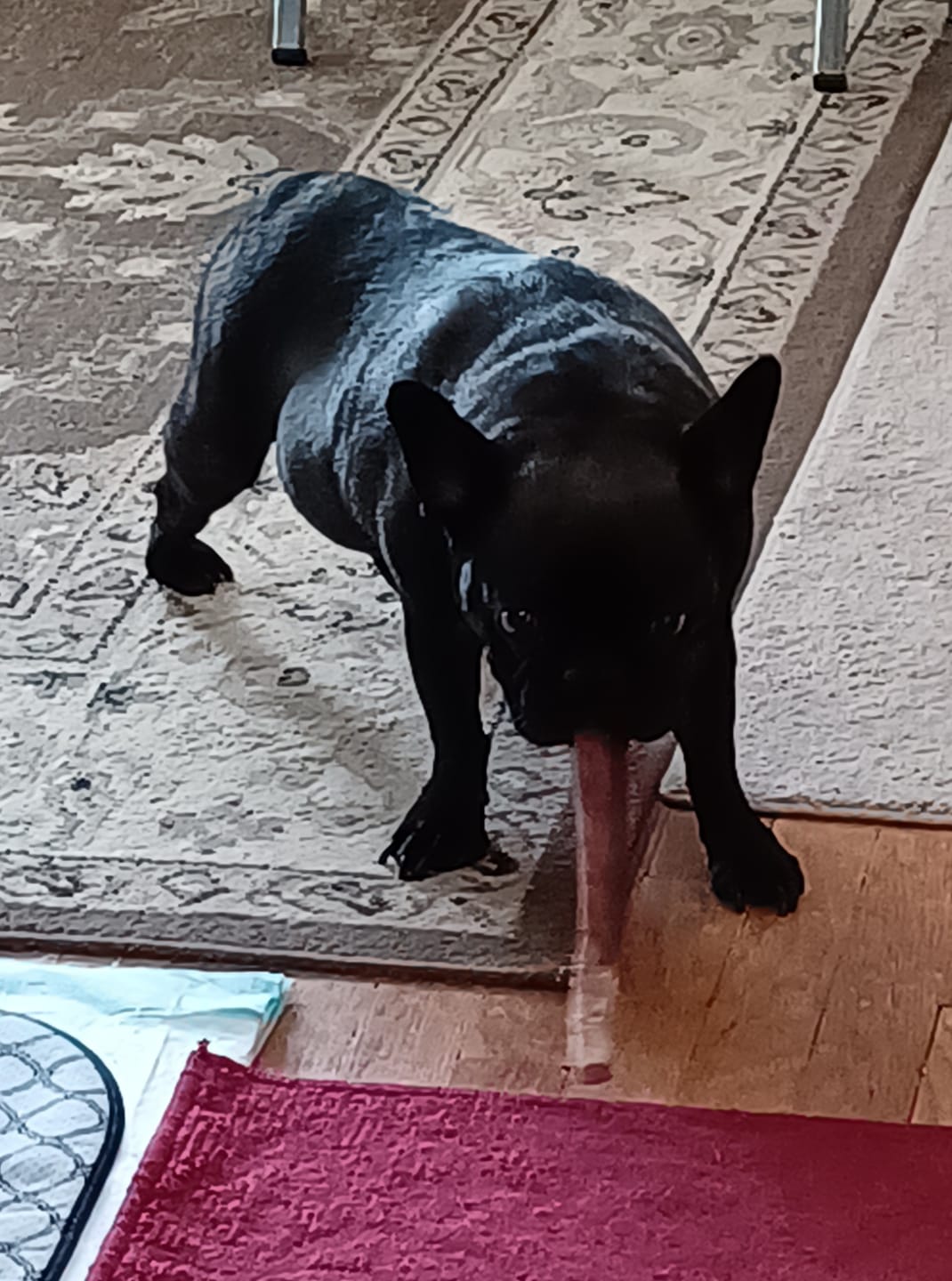 Customer photo review of 12 Inch Jumbo Bully Stick