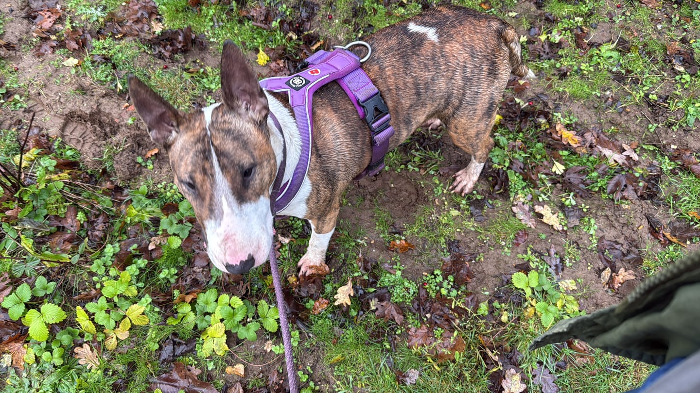 Customer photo review of Slip on Harness | Foam Padded - Purple