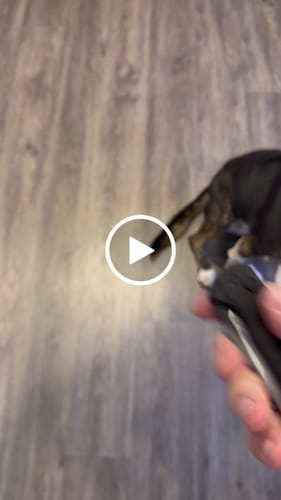 Customer video review of Launch 23 Automatic Knife – Black Aluminum Handle, 3.38″ CPM-154 Trailing Point Blade (KS7305)