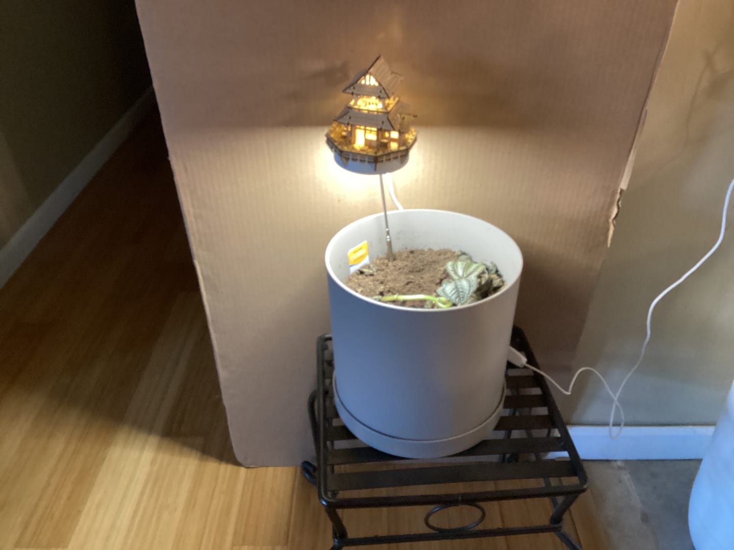 Customer photo review of Sunrise Terrace + Grow Light