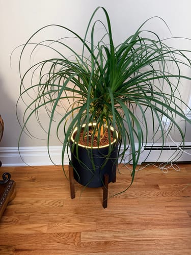 Customer photo review of Aura | Large Round LED Planter