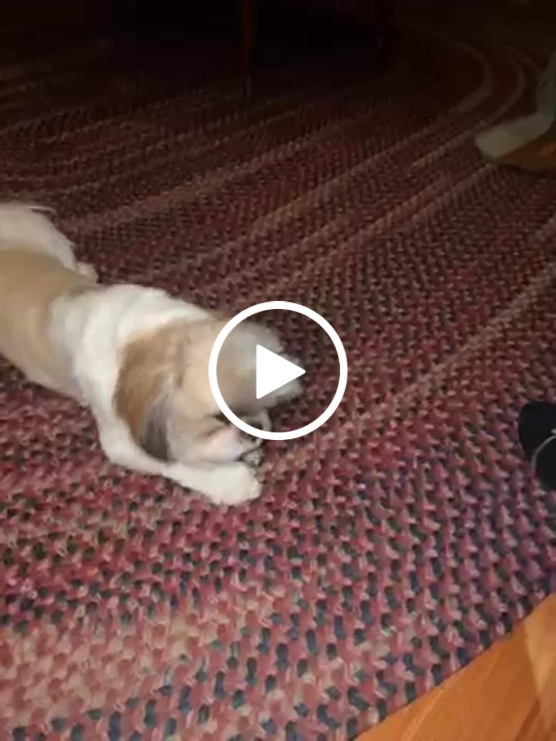 Customer video review of Regular/Unflavored Himalayan Yak Chews | 6-Sizes (for Small to Big Dogs)