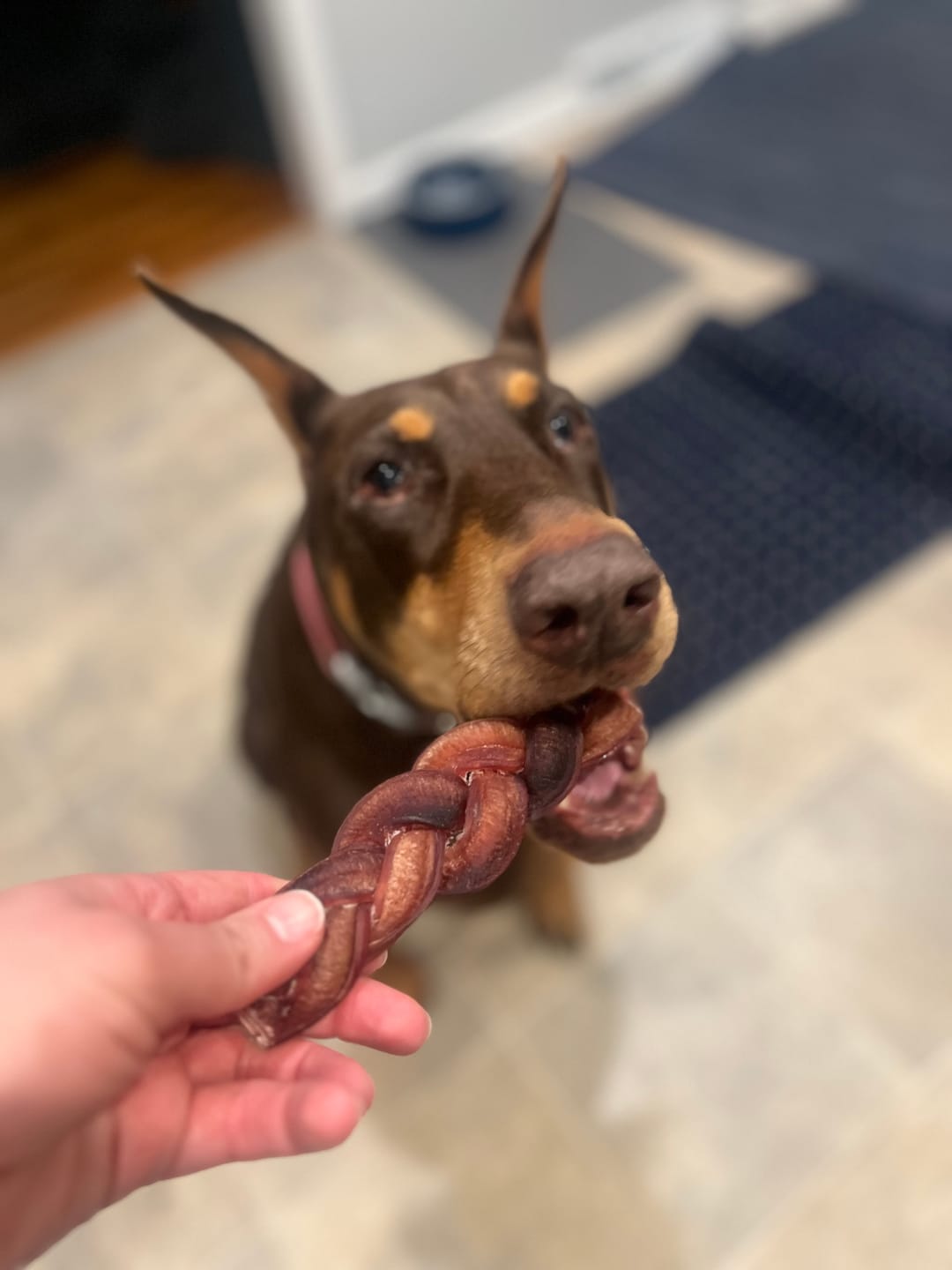 Customer photo review of 6 Inch Jumbo Braided Bully Stick