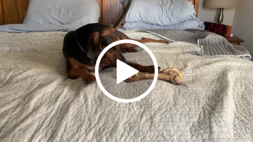 Customer video review of Ostrich Hip Bone (12" x 5"x 3”): The Durable, Flavor-Packed Chew for Medium & Large Dogs