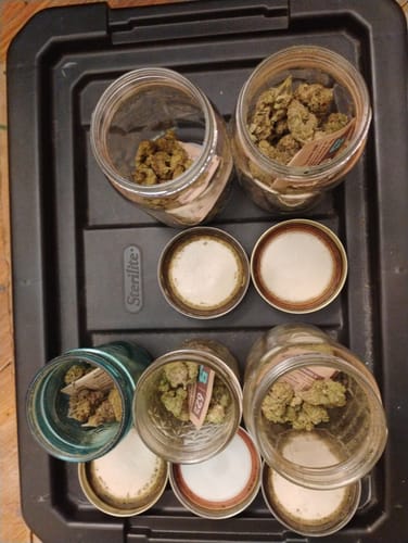 Customer photo review of NYC Diesel THCA Flower