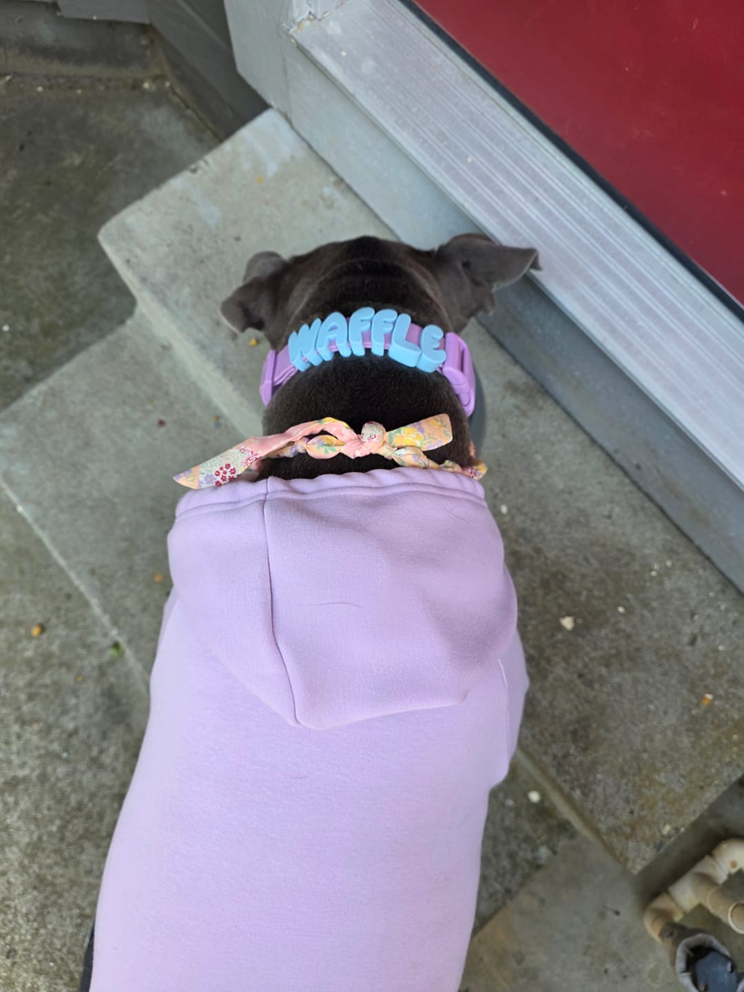 Customer photo review of Essential Dog Hoodie - Lavender