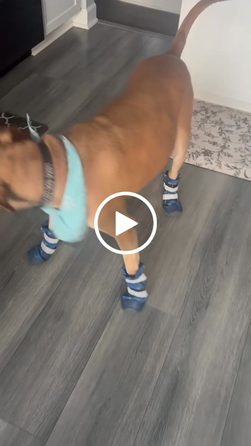 Customer video review of Flex Shell Waterproof Dog Boots