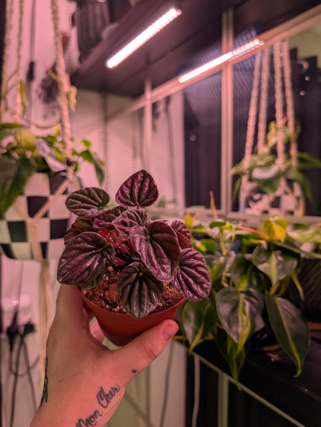 Customer photo review of Peperomia caperata 'Red Beauty'