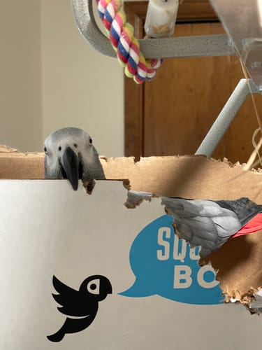 Customer photo review of Birdie Bouquet