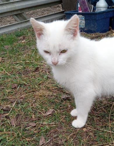 Customer photo review of Cat Cold, Sneezing & Respiratory Support Remedy