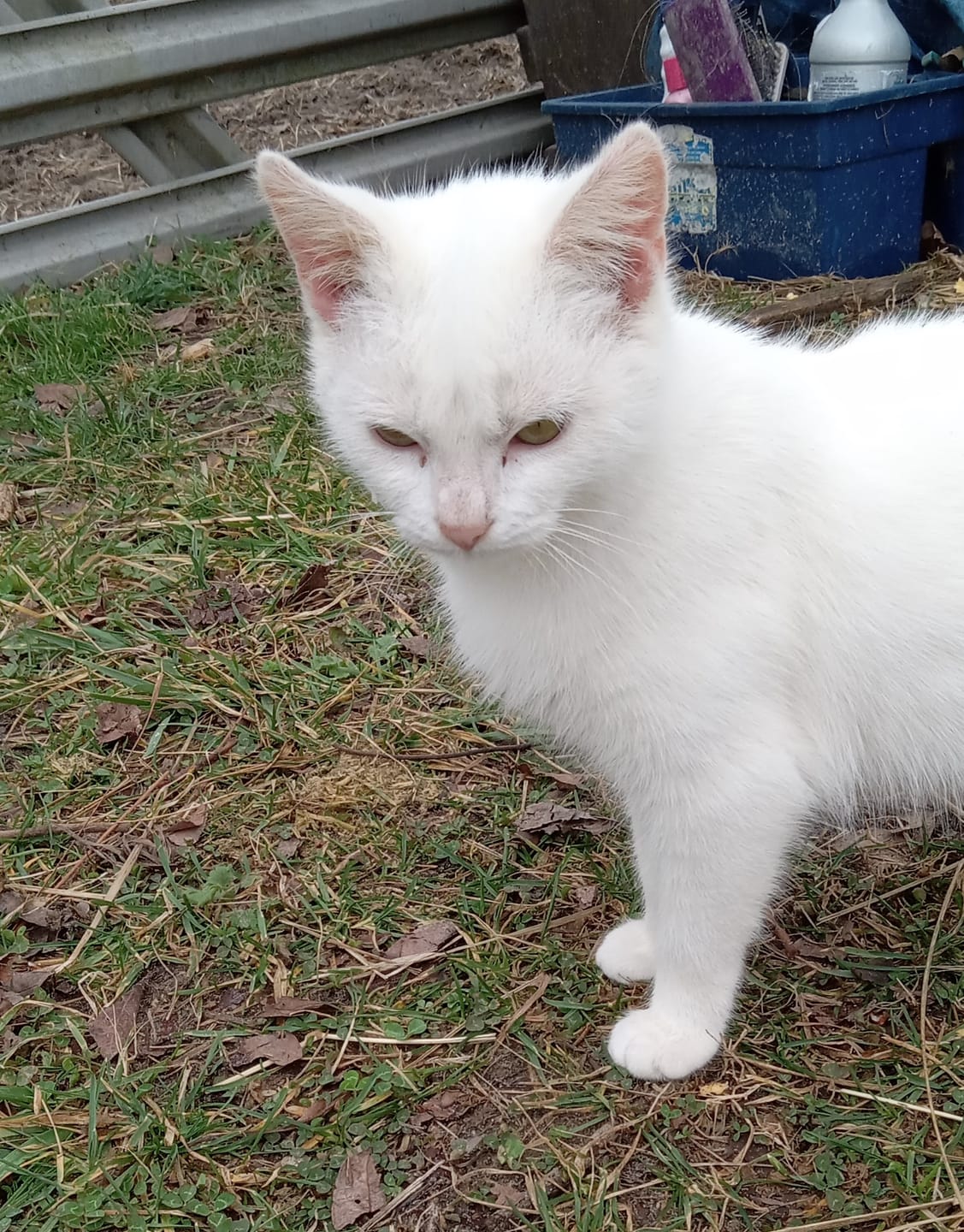 Customer photo review of Cat Cold, Sneezing & Respiratory Support Remedy