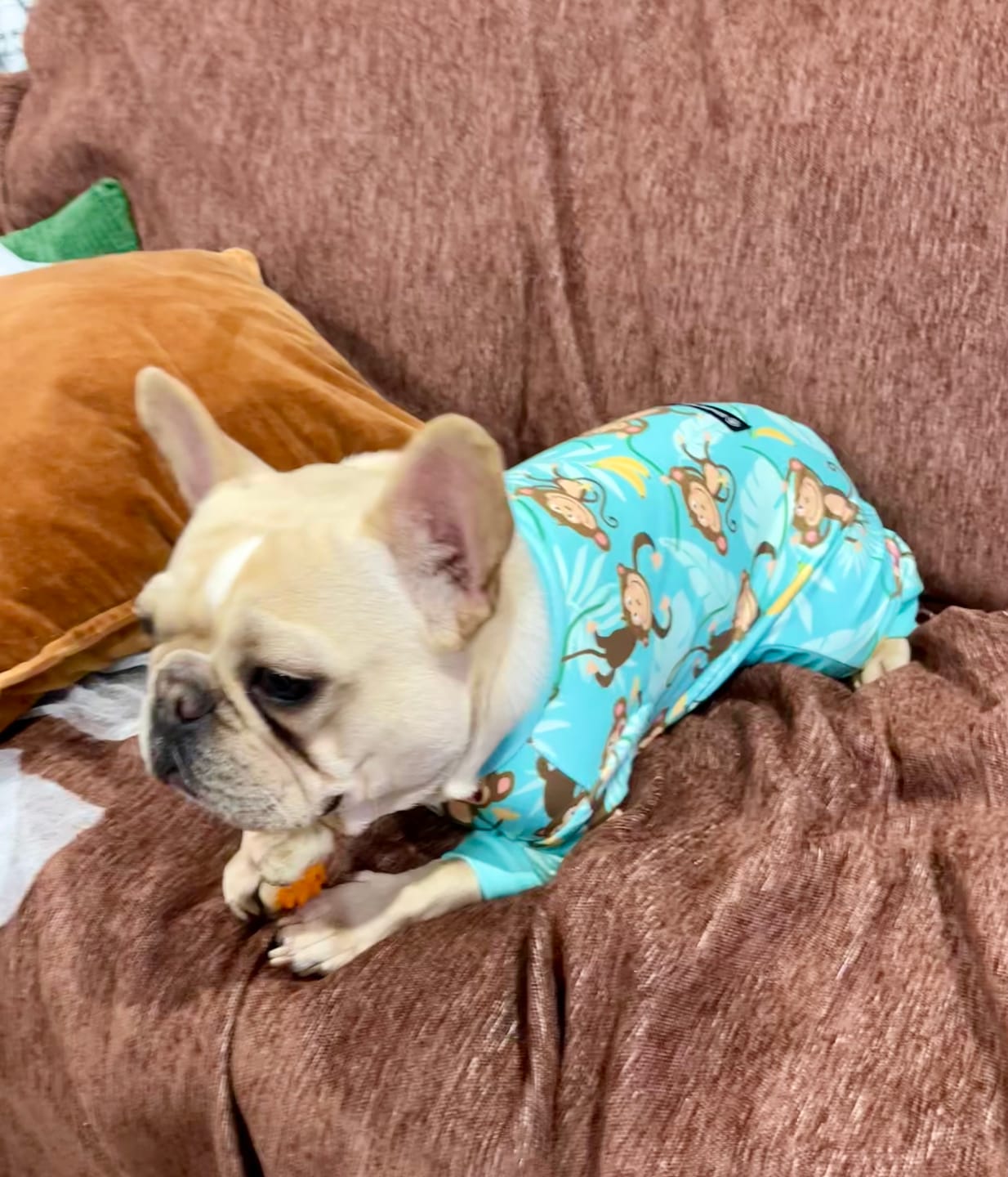 Customer photo review of Dog Pajama - Monkey Business