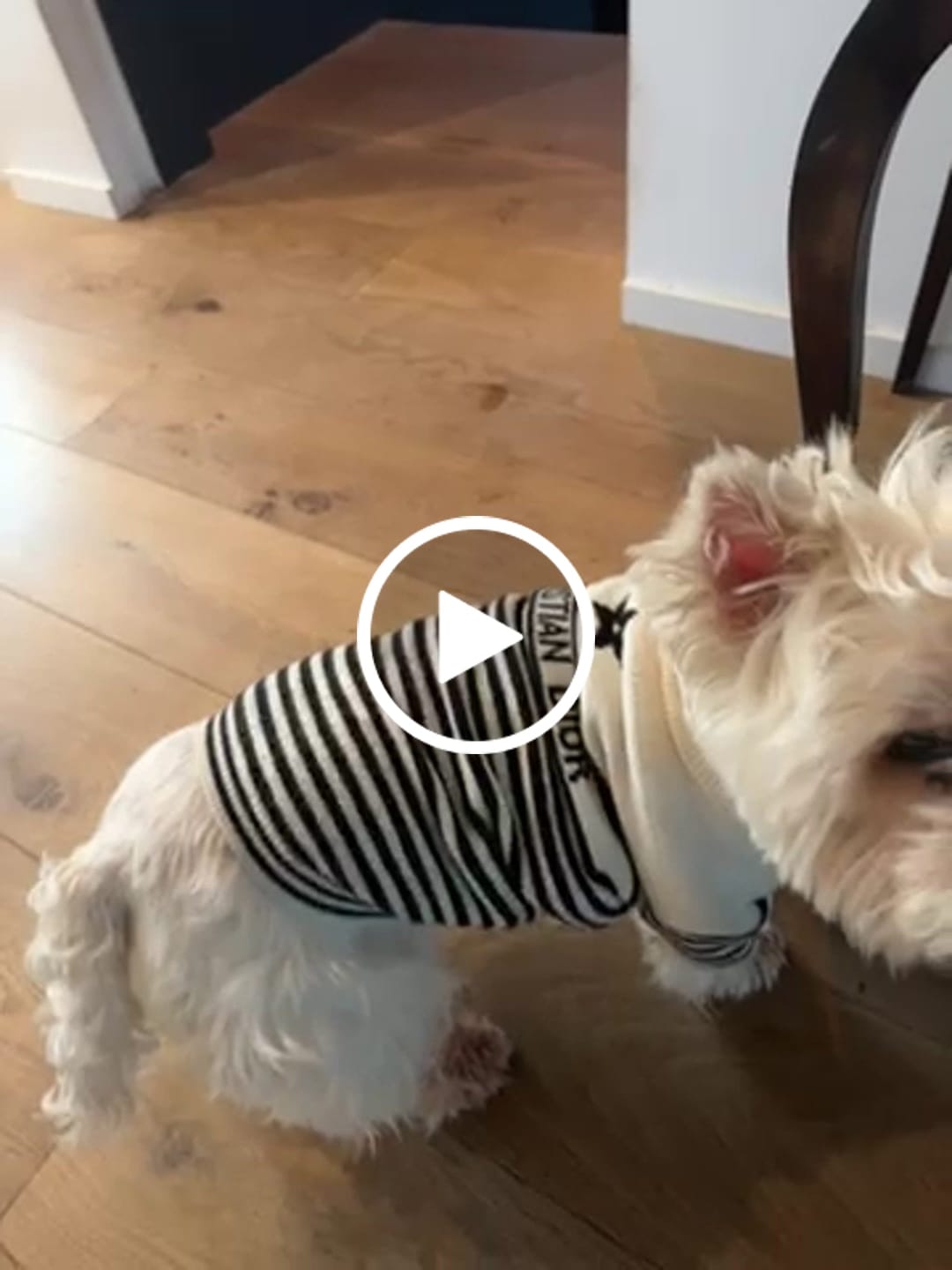 Customer video review of White Designer Dog Dope Sweater