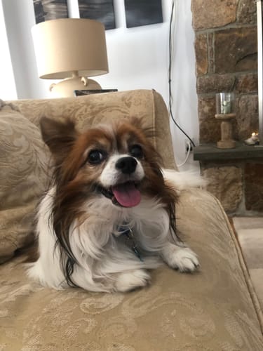 Customer photo review of DE-01 Dental Dogbiotic - BP2