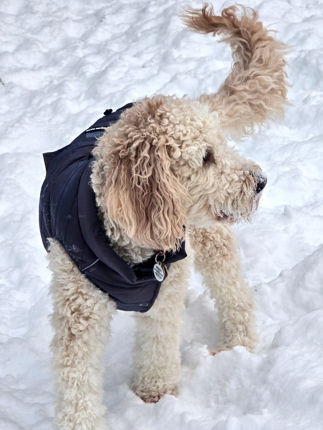 Customer photo review of WarmShield Water-Resistant Jackets