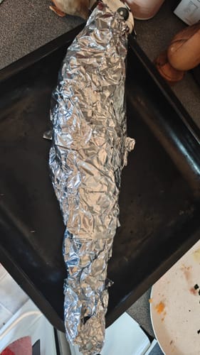Customer photo review of Fresh Grey Mullet Whole