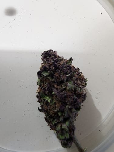 Customer photo review of Tropicana Cherry THCA Flower