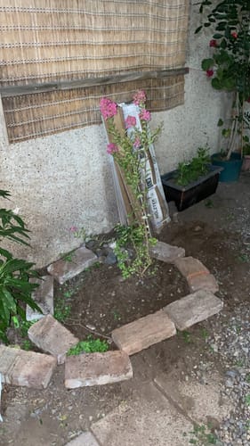 Customer photo review of Gazanias – Flores Radiantes que Abren al Sol y Alegran Todo tu Jardín