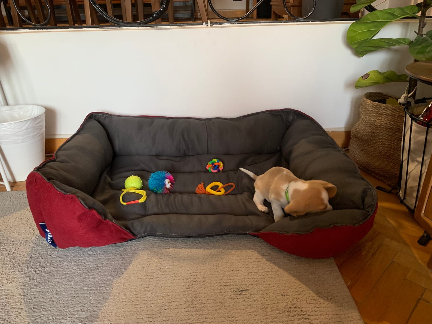 Customer photo review of Mike Pet Bed