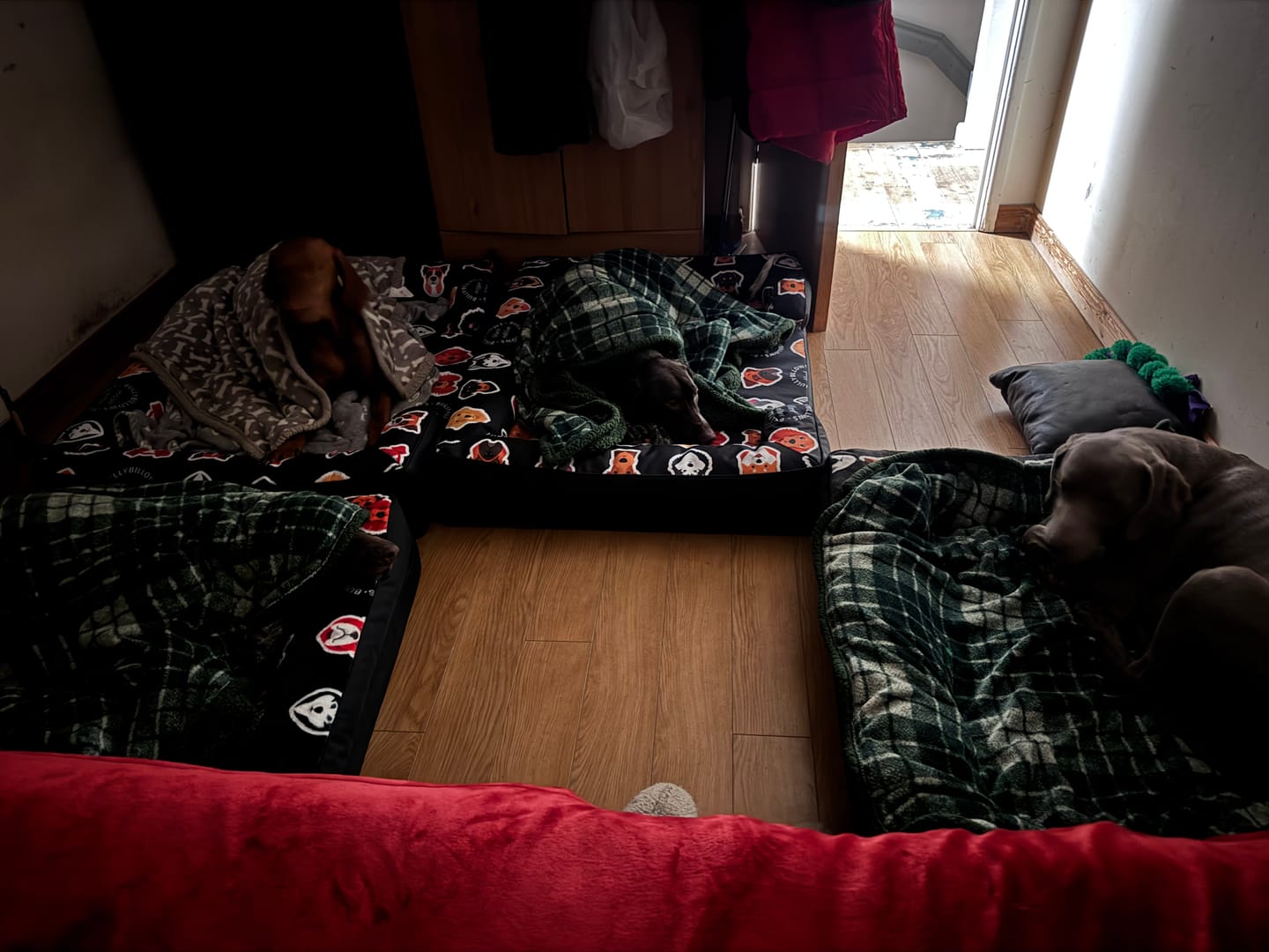 Customer photo review of Luxury Dog Bed - Black Edition | Add your dogs name