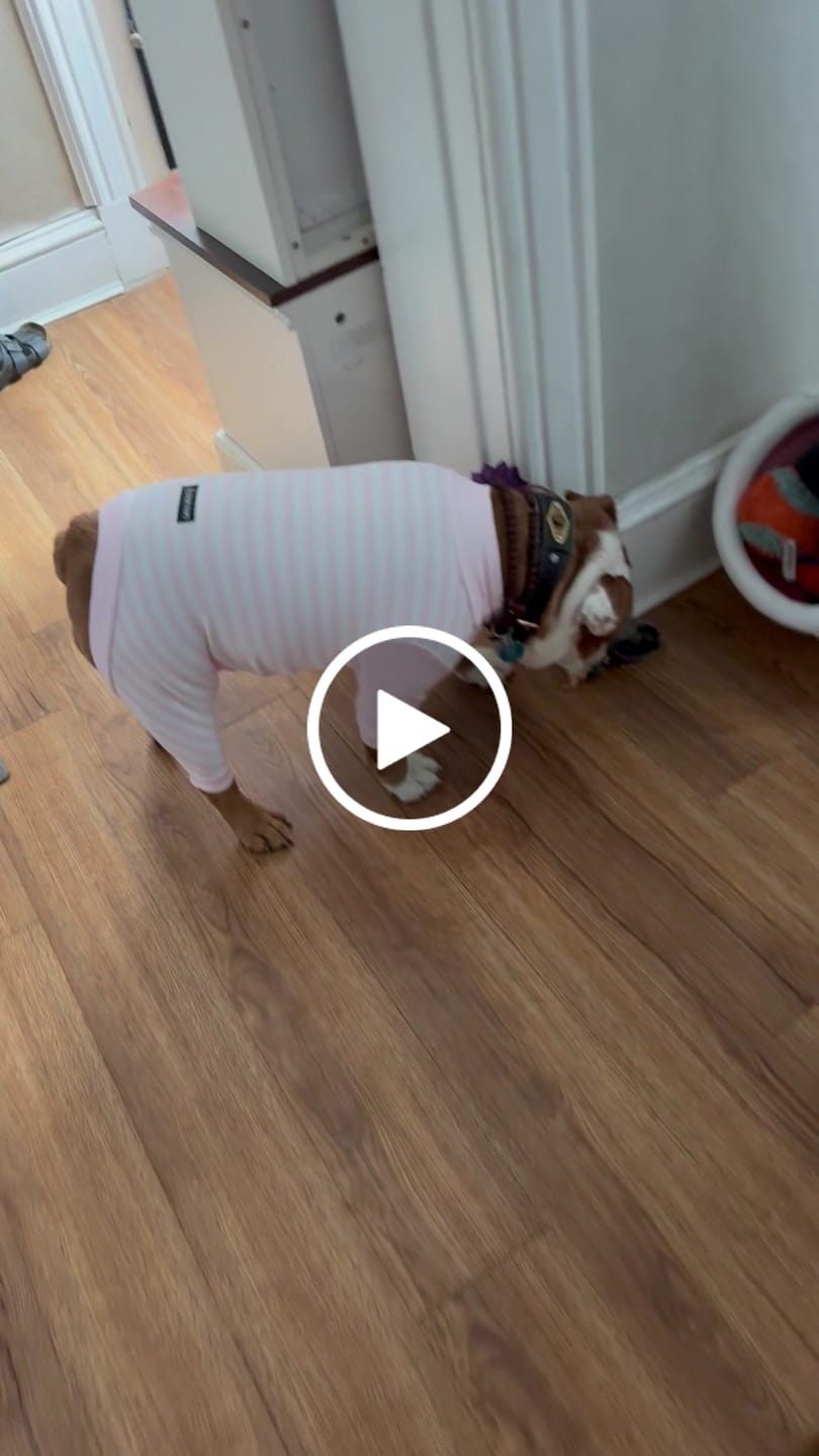 Customer video review of Dog Pajama - Pink Stripes