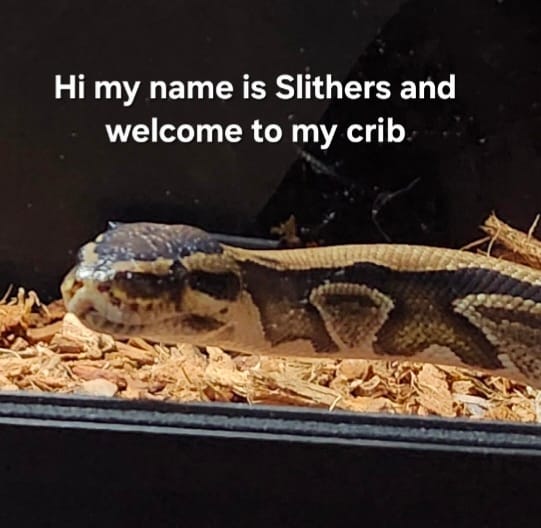 Customer photo review of 48"x24"x24" / 4'x2'x2' Premium PVC Reptile Enclosure