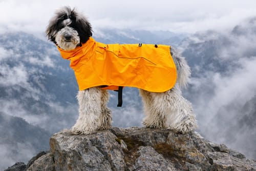 Customer's fluffy dog on a mountain, showing how the orange Breatheshield™ Dog Raincoat fits.