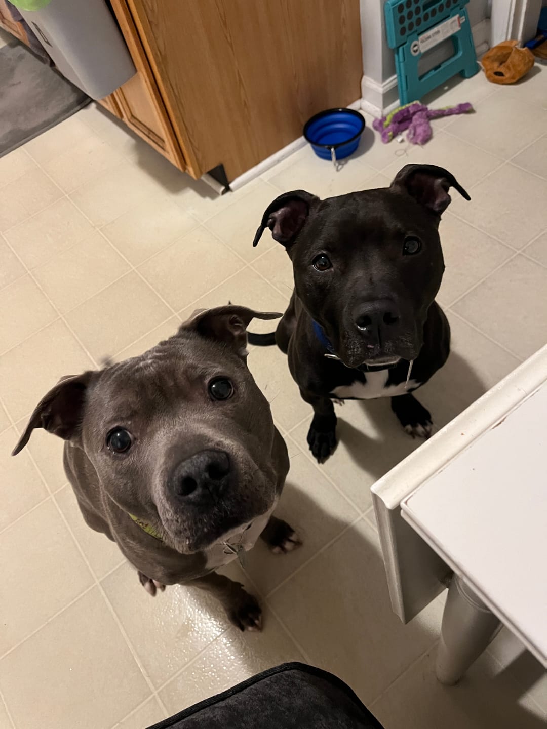 Customer photo review of Quick-Control Dog Leash
