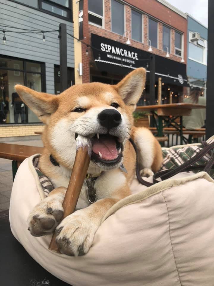 Customer photo review of 12 Inch Standard Bully Stick