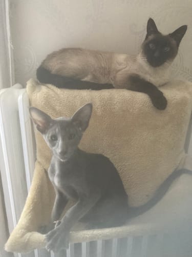 Customer photo review of Émincés au poulet (Chaton)