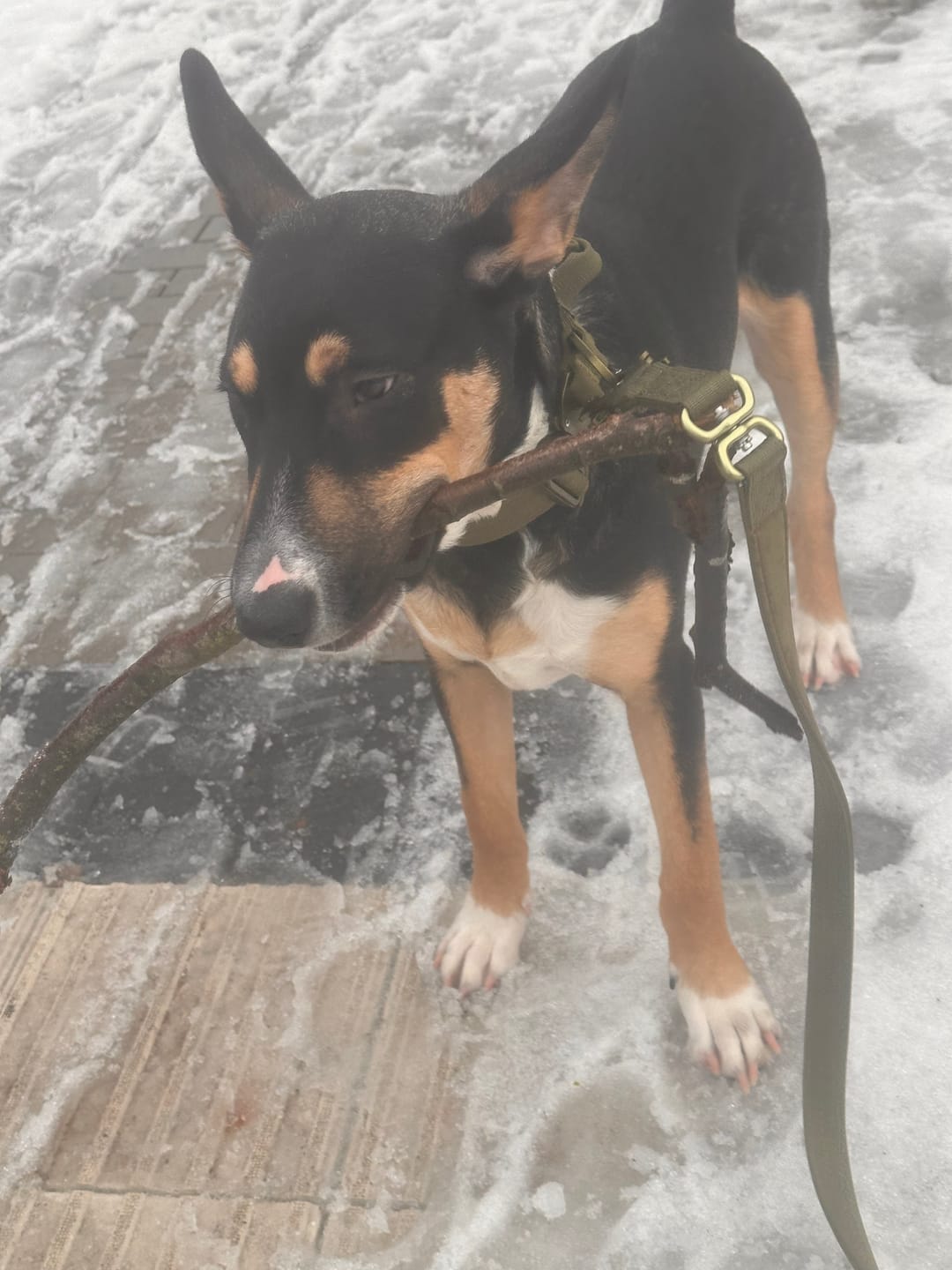 Customer photo review of Extreme Air Set Desert Beige - Lätt och slitstarkt hundset